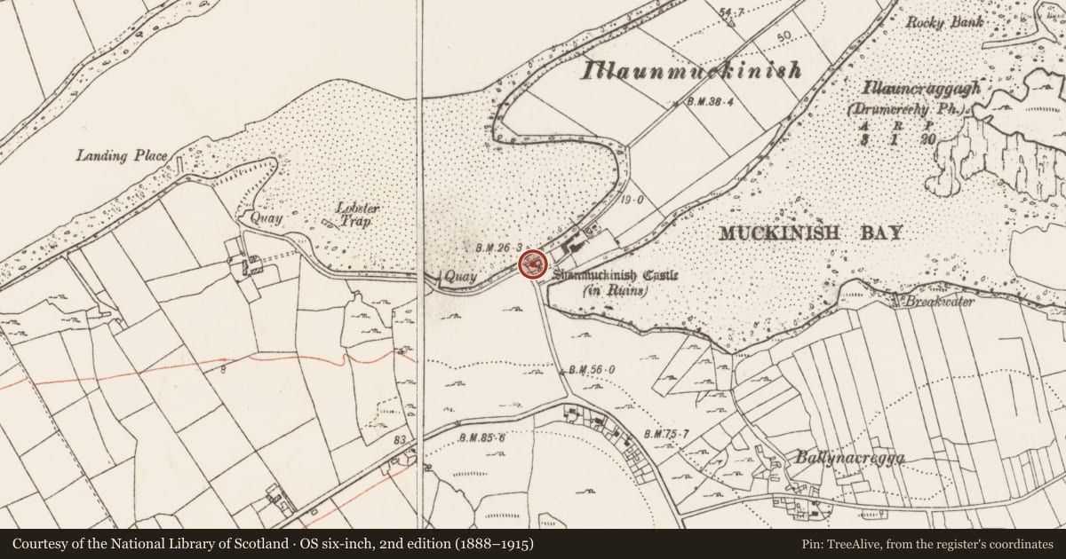 Ordnance Survey six-inch map, 2nd edition (1888–1915) covering the location of Castle - tower house, Muckinish West, County Clare, with a pin at the register's coordinates