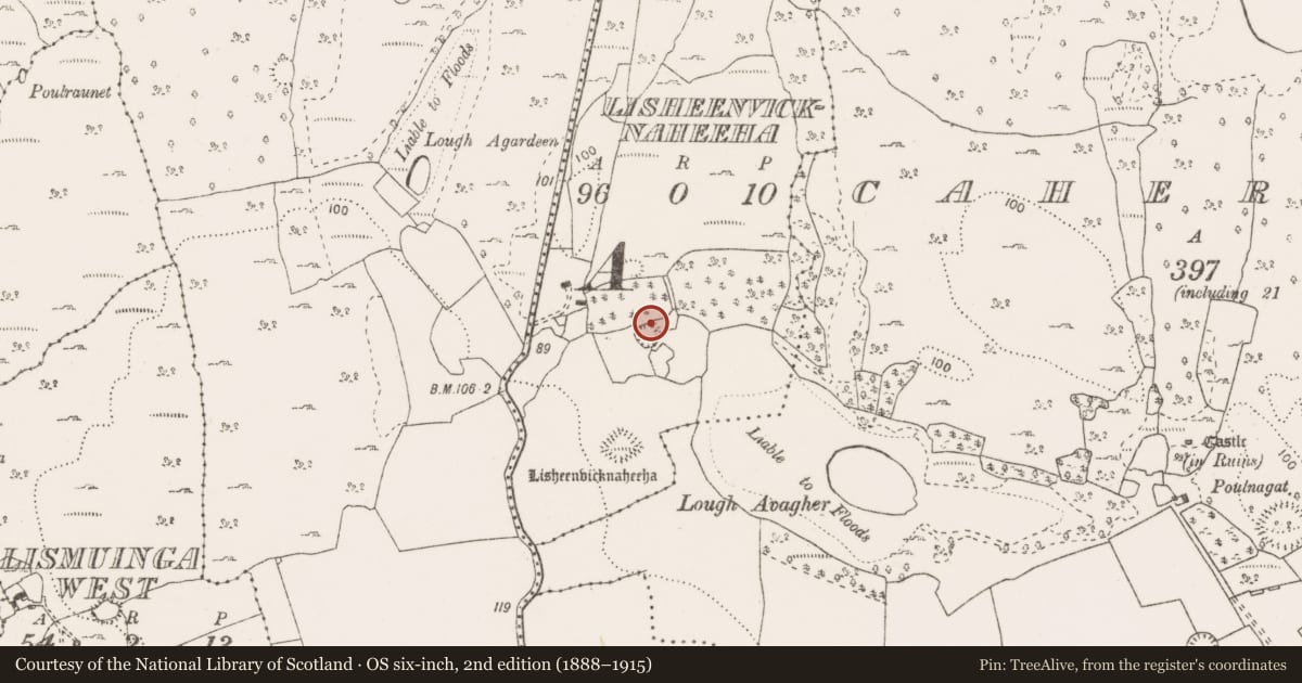 Ordnance Survey six-inch map, 2nd edition (1888–1915) covering the location of Ringfort - rath, Lisheenvicknaheeha, County Clare, with a pin at the register's coordinates