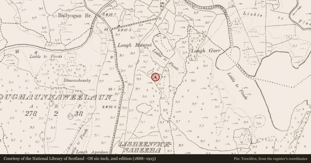 Ordnance Survey six-inch map, 2nd edition (1888–1915) covering the location of Ringfort - cashel, Lisheenvicknaheeha, County Clare, with a pin at the register's coordinates