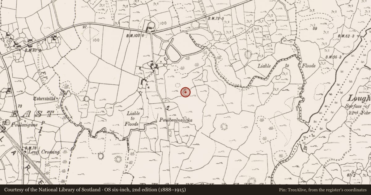 Ordnance Survey six-inch map, 2nd edition (1888–1915) covering the location of Ringfort - cashel, Bealnalicka, County Clare, with a pin at the register's coordinates