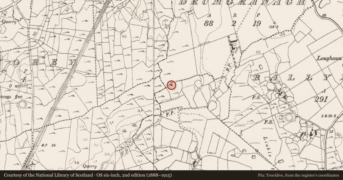Ordnance Survey six-inch map, 2nd edition (1888–1915) covering the location of Ringfort - cashel, Rosslevan, County Clare, with a pin at the register's coordinates
