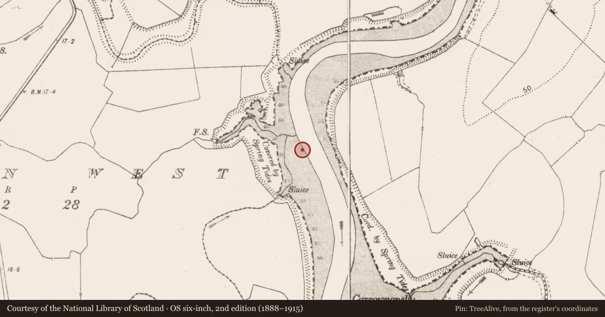Ordnance Survey six-inch map, 2nd edition (1888–1915) covering the location of Weir - fish, Lissan West, River Fergus, County Clare, with a pin at the register's coordinates