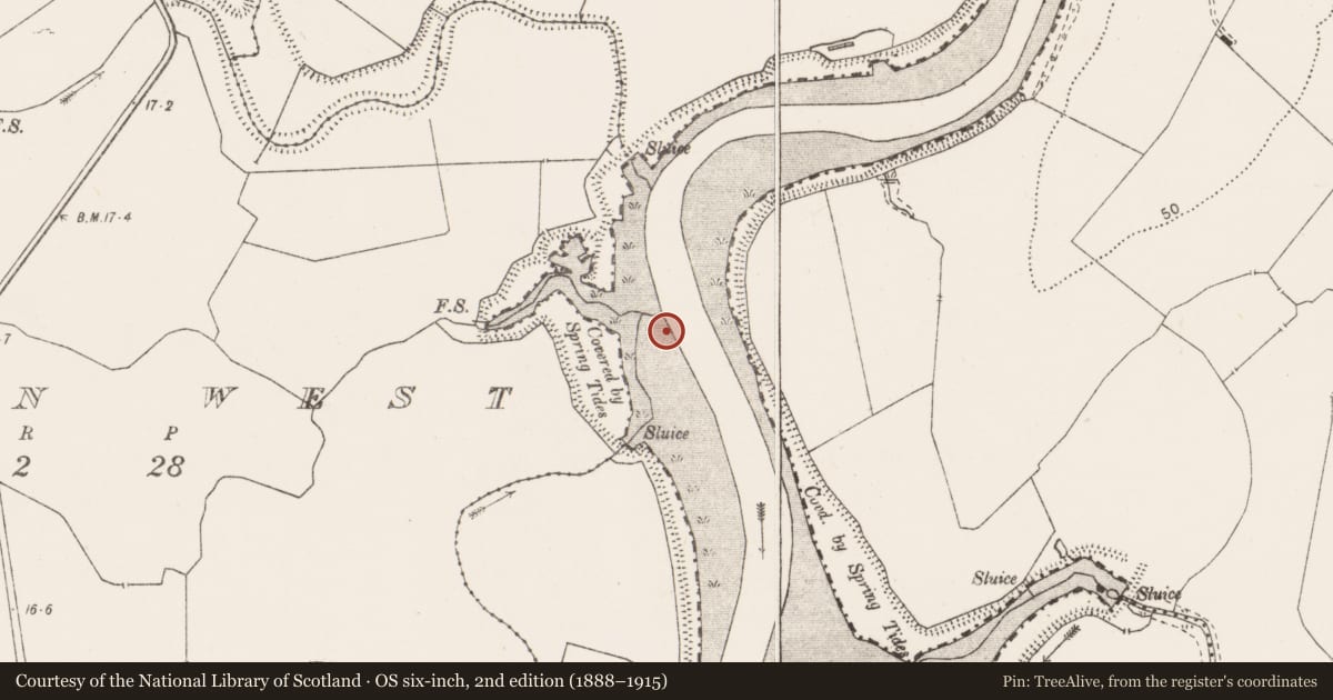 Ordnance Survey six-inch map, 2nd edition (1888–1915) covering the location of Weir - fish, Lissan West, River Fergus, County Clare, with a pin at the register's coordinates