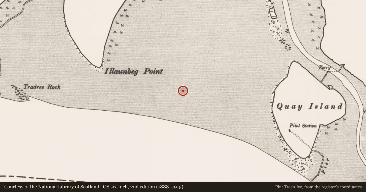 Ordnance Survey six-inch map, 2nd edition (1888–1915) covering the location of Weir - fish, Bunratty West, River Shannon, County Clare, with a pin at the register's coordinates