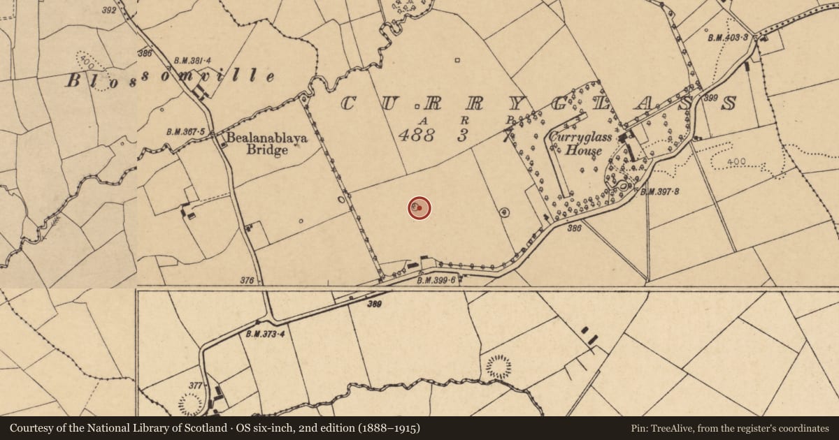 Ordnance Survey six-inch map, 2nd edition (1888–1915) covering the location of Designed landscape - tree-ring, Curryglass, County Cork, with a pin at the register's coordinates