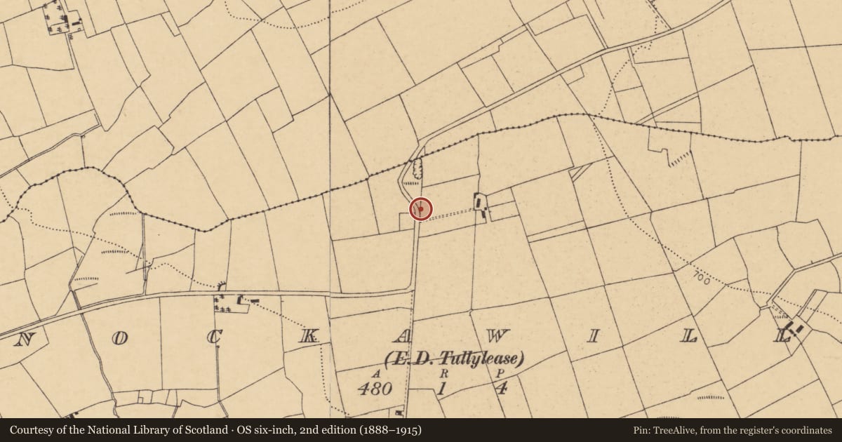 Ordnance Survey six-inch map, 2nd edition (1888–1915) covering the location of Barrow - ring-barrow, Knockawillin (Duhallow By., Tullylease Par.), County Cork, with a pin at the register's coordinates