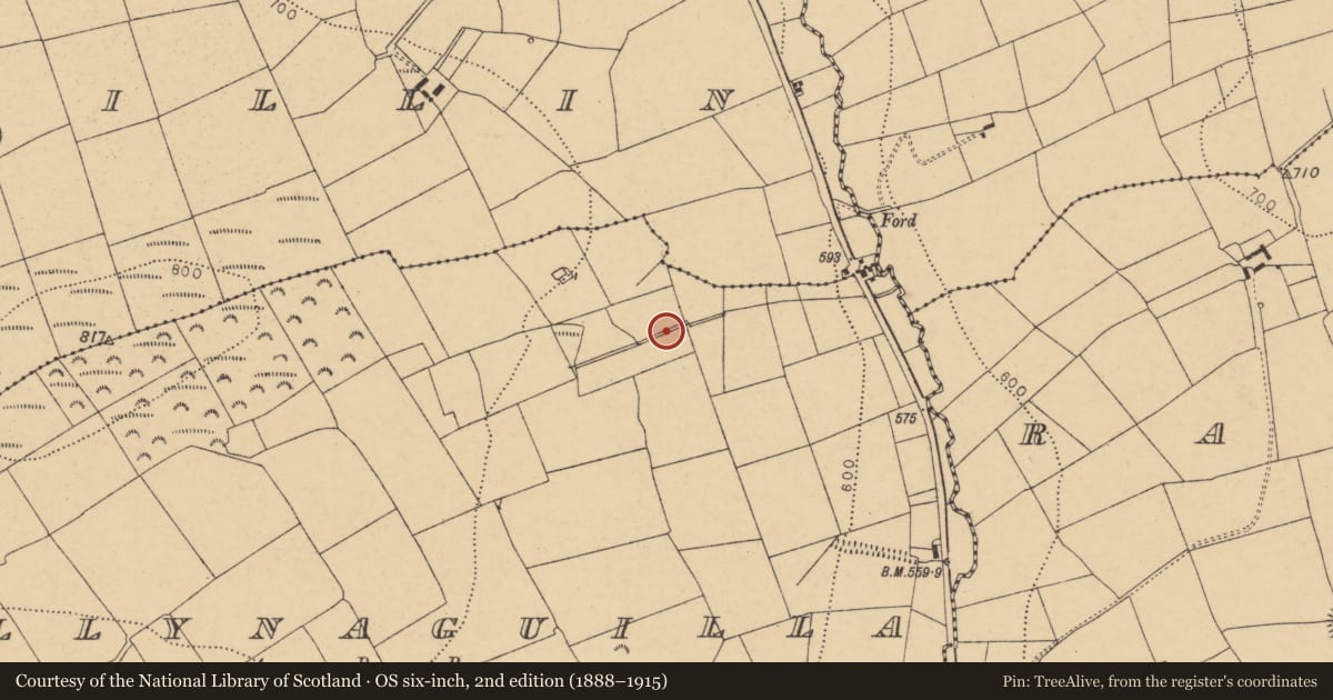 Ordnance Survey six-inch map, 2nd edition (1888–1915) covering the location of Fulacht fia, Ballynaguilla, County Cork, with a pin at the register's coordinates
