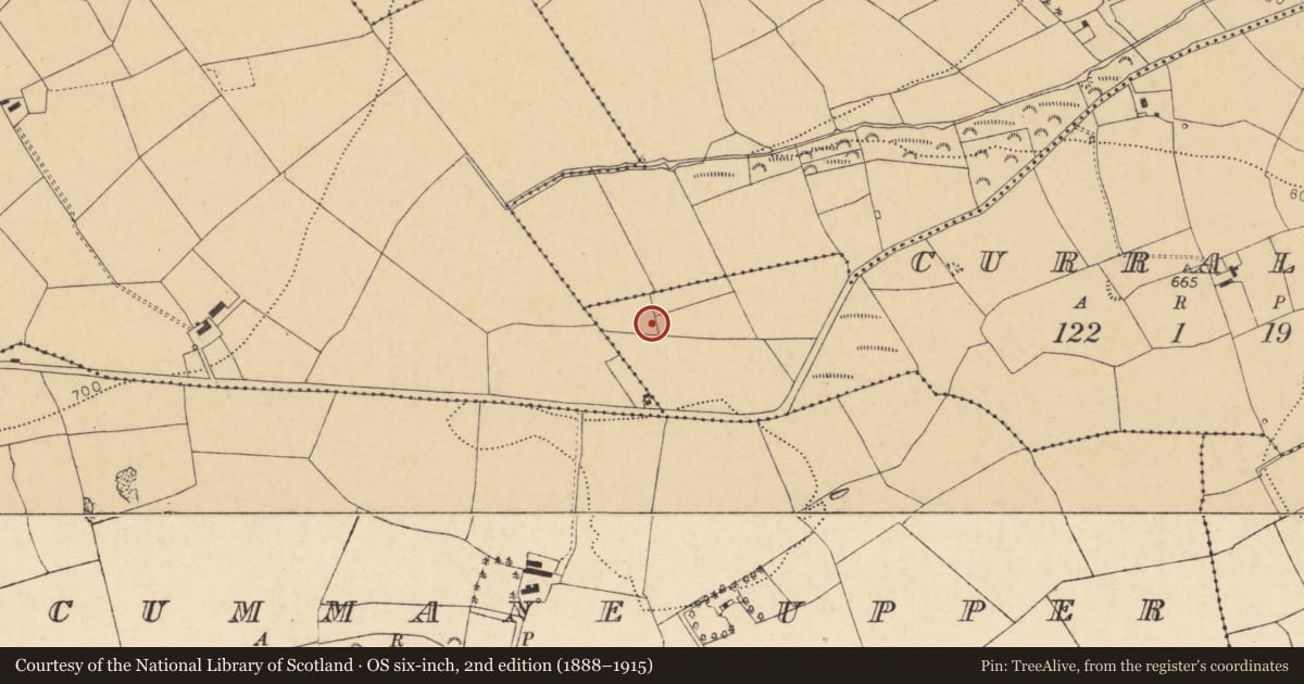 Ordnance Survey six-inch map, 2nd edition (1888–1915) covering the location of Fulacht fia, Curraleagh, County Cork, with a pin at the register's coordinates