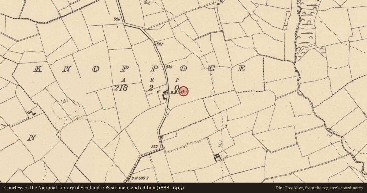 Ordnance Survey six-inch map, 2nd edition (1888–1915) covering the location of Fulacht fia, Knoppoge, County Cork, with a pin at the register's coordinates
