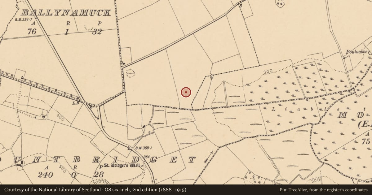 Ordnance Survey six-inch map, 2nd edition (1888–1915) covering the location of Ringfort - rath, Clashelane, County Cork, with a pin at the register's coordinates
