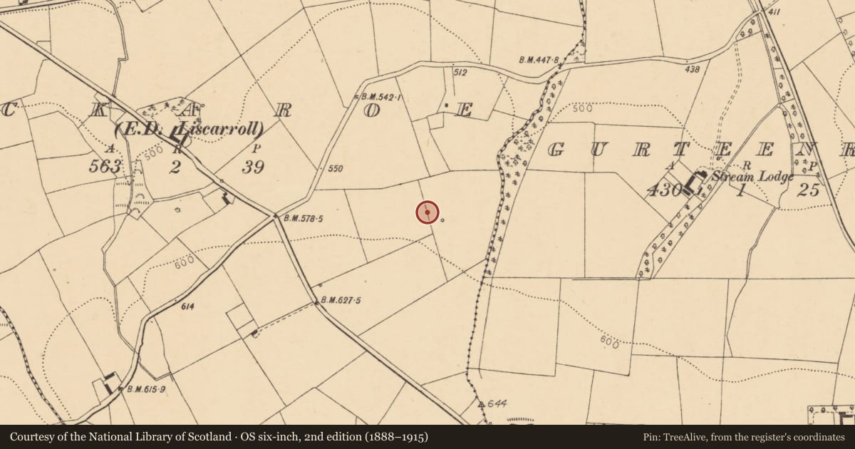 Ordnance Survey six-inch map, 2nd edition (1888–1915) covering the location of Fulacht fia, Lackaroe (Orrery and Kilmore By., Liscarroll Par.), County Cork, with a pin at the register's coordinates