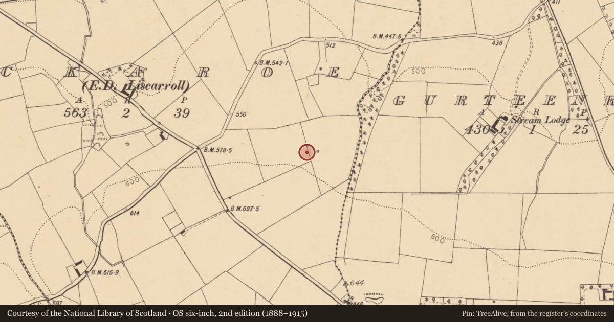 Ordnance Survey six-inch map, 2nd edition (1888–1915) covering the location of Fulacht fia, Lackaroe (Orrery and Kilmore By., Liscarroll Par.), County Cork, with a pin at the register's coordinates