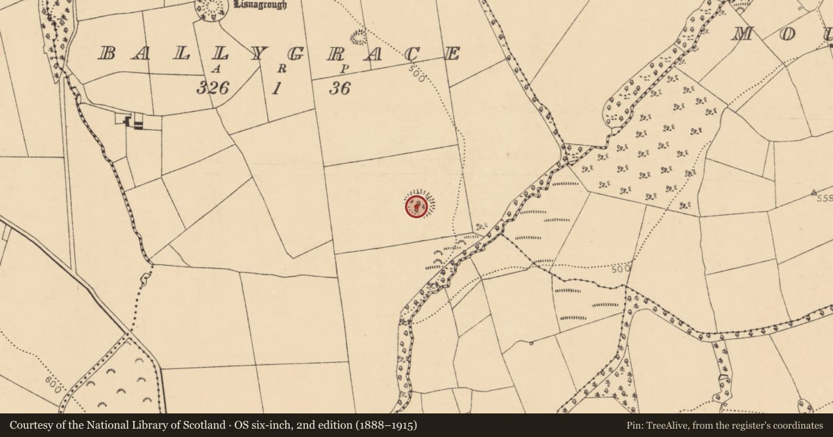 Ordnance Survey six-inch map, 2nd edition (1888–1915) covering the location of Ringfort - rath, Ballygrace, County Cork, with a pin at the register's coordinates