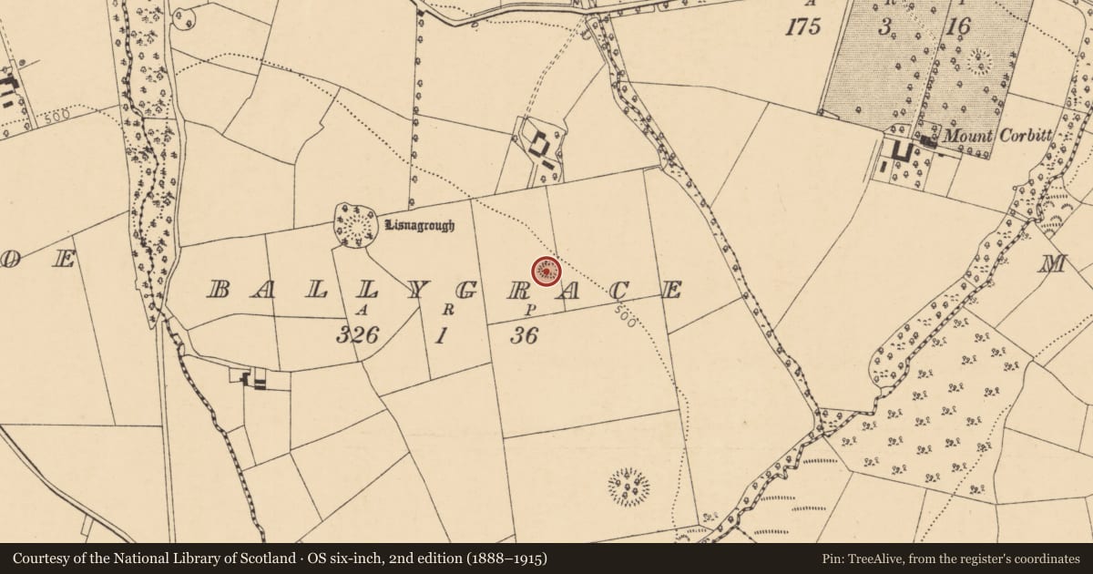 Ordnance Survey six-inch map, 2nd edition (1888–1915) covering the location of Ringfort - rath, Ballygrace, County Cork, with a pin at the register's coordinates
