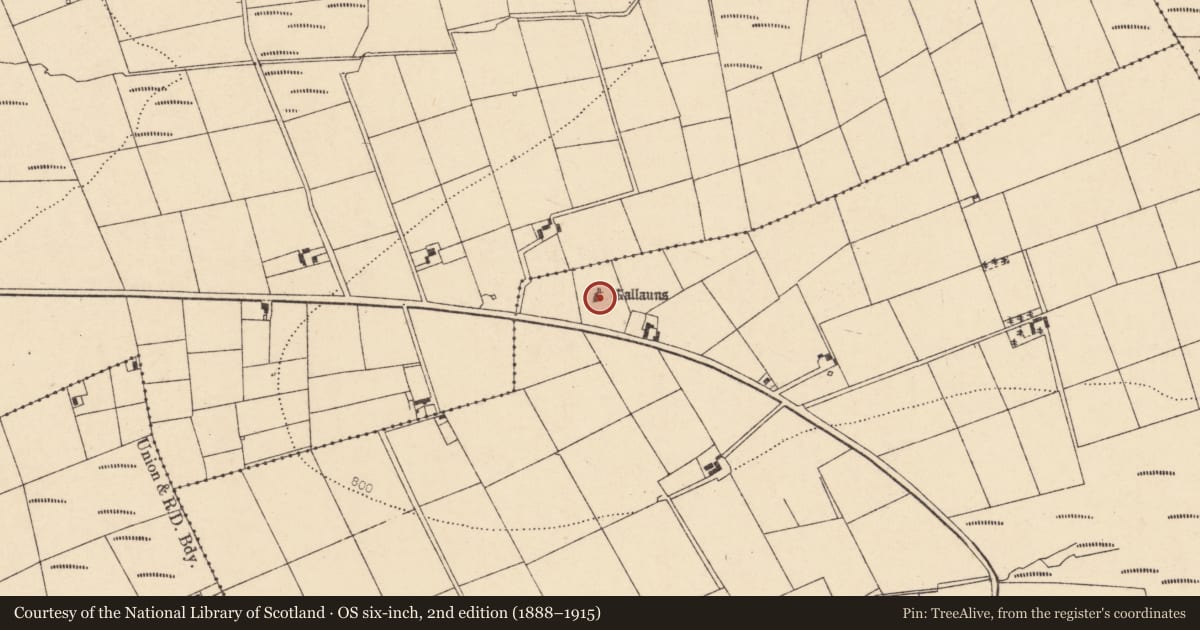 Ordnance Survey six-inch map, 2nd edition (1888–1915) covering the location of Stone row, Tooreenglanahee, County Cork, with a pin at the register's coordinates