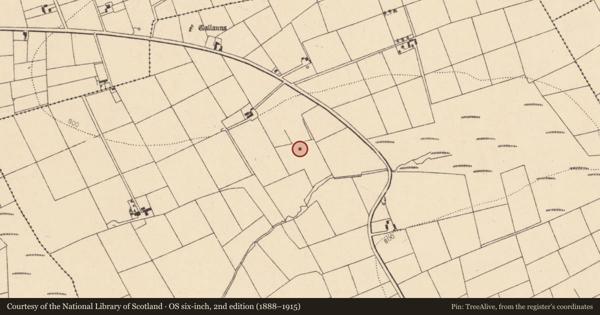 Ordnance Survey six-inch map, 2nd edition (1888–1915) covering the location of Fulacht fia, Tooreenglanahee, County Cork, with a pin at the register's coordinates