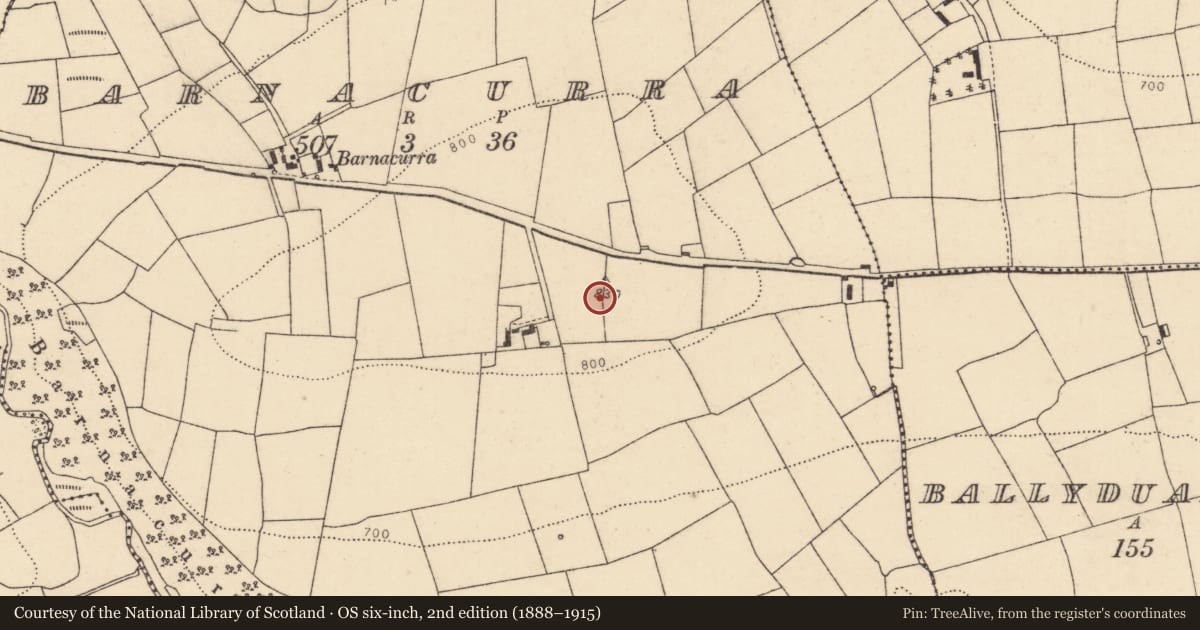 Ordnance Survey six-inch map, 2nd edition (1888–1915) covering the location of Standing stone, Barnacurra, County Cork, with a pin at the register's coordinates