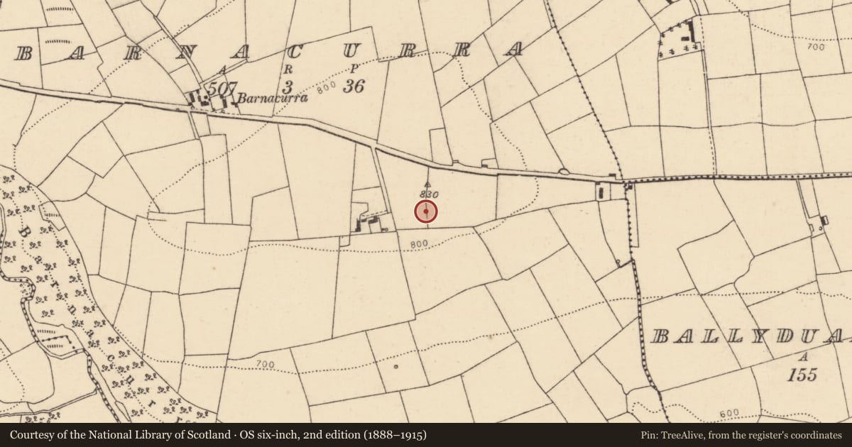 Ordnance Survey six-inch map, 2nd edition (1888–1915) covering the location of Standing stone (present location), Barnacurra, County Cork, with a pin at the register's coordinates