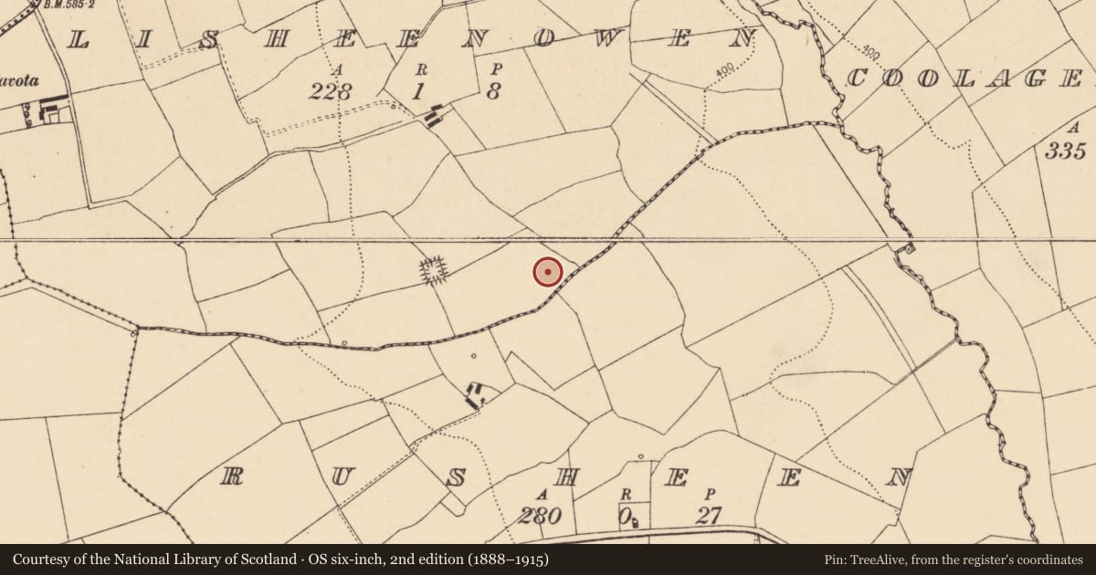 Ordnance Survey six-inch map, 2nd edition (1888–1915) covering the location of Fulacht fia, Lisheenowen, County Cork, with a pin at the register's coordinates