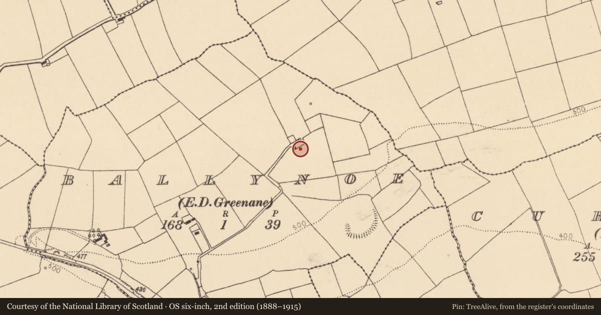 Ordnance Survey six-inch map, 2nd edition (1888–1915) covering the location of Standing stone, Ballynoe (Duhallow By., Kilbrin Par.), County Cork, with a pin at the register's coordinates