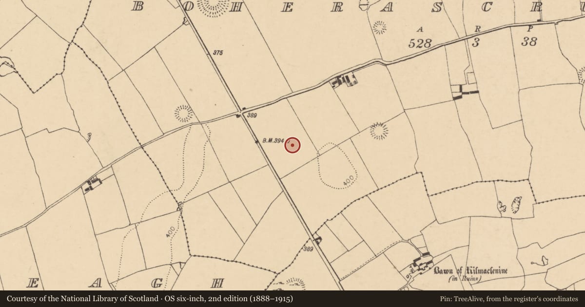 Ordnance Survey six-inch map, 2nd edition (1888–1915) covering the location of Ringfort - rath, Boherascrub West, County Cork, with a pin at the register's coordinates