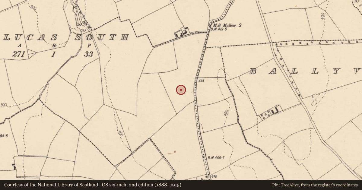 Ordnance Survey six-inch map, 2nd edition (1888–1915) covering the location of Standing stone, Cloghlucas South, County Cork, with a pin at the register's coordinates