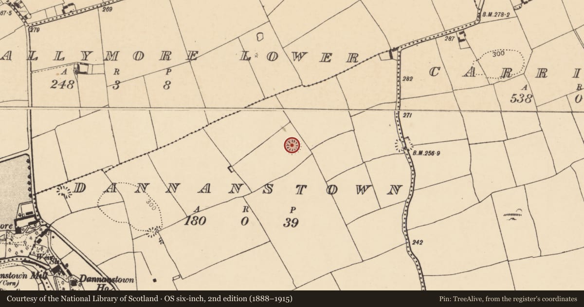 Ordnance Survey six-inch map, 2nd edition (1888–1915) covering the location of Ringfort - rath, Dannanstown, County Cork, with a pin at the register's coordinates