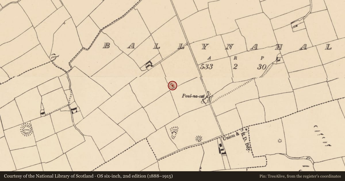 Ordnance Survey six-inch map, 2nd edition (1888–1915) covering the location of Ringfort - rath, Ballynahalisk, County Cork, with a pin at the register's coordinates