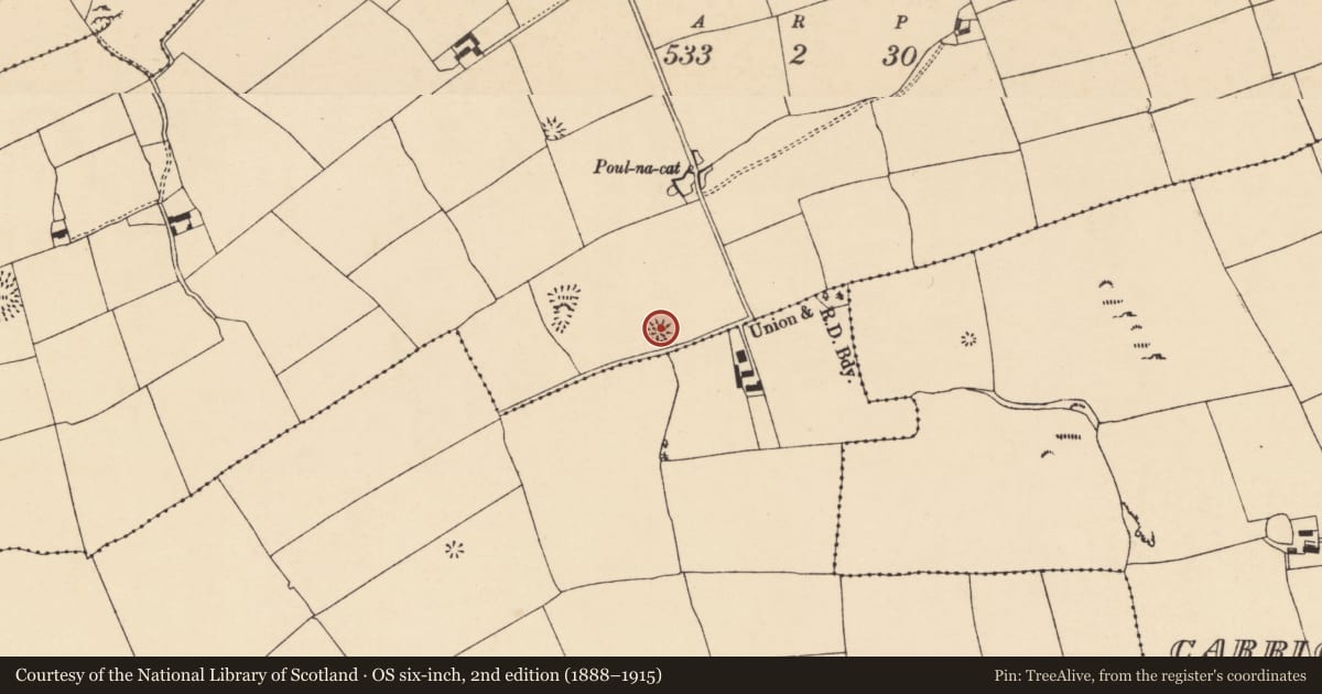 Ordnance Survey six-inch map, 2nd edition (1888–1915) covering the location of Ringfort - rath, Ballynahalisk, County Cork, with a pin at the register's coordinates