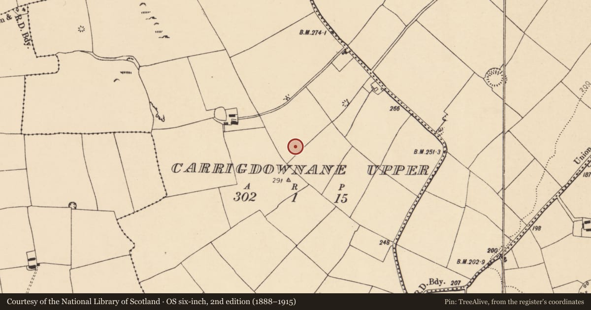 Ordnance Survey six-inch map, 2nd edition (1888–1915) covering the location of Ringfort - rath, Carrigdownane Upper, County Cork, with a pin at the register's coordinates