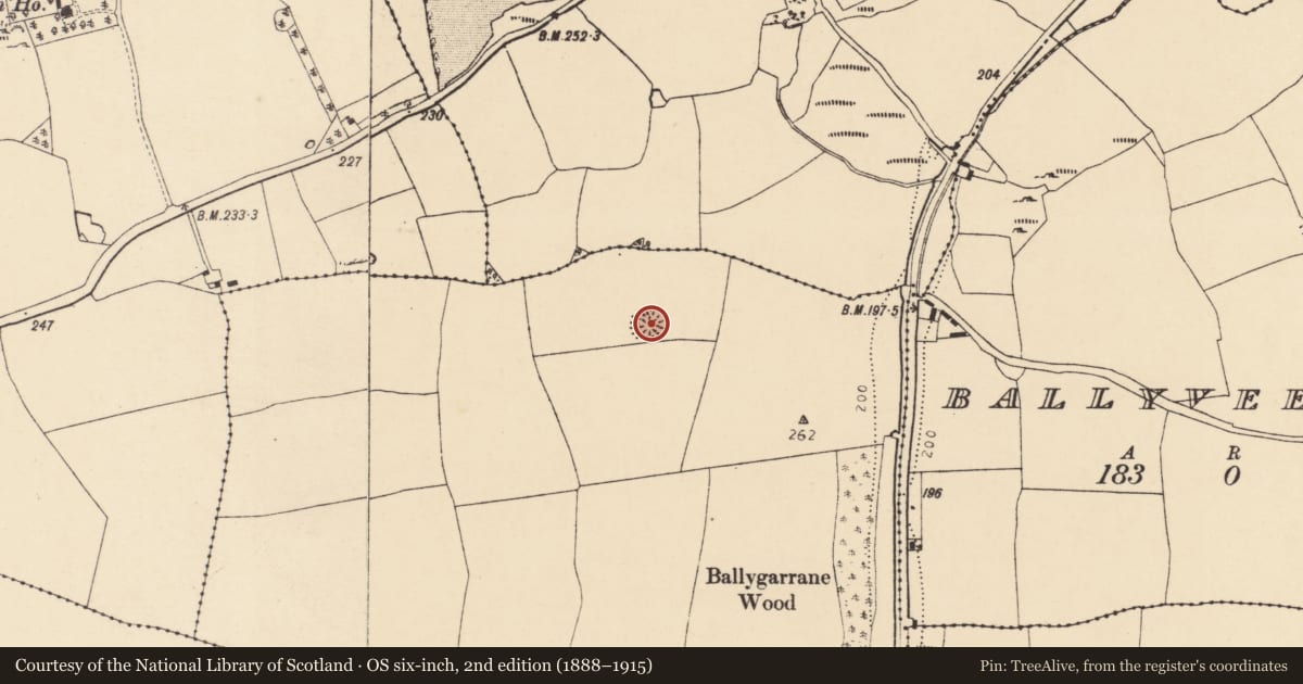 Ordnance Survey six-inch map, 2nd edition (1888–1915) covering the location of Ringfort - rath, Ballygarrane, County Cork, with a pin at the register's coordinates