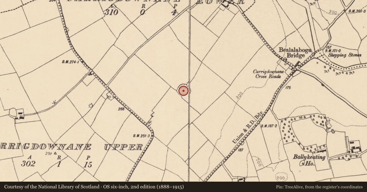 Ordnance Survey six-inch map, 2nd edition (1888–1915) covering the location of Kiln - lime, Carrigdownane Lower, County Cork, with a pin at the register's coordinates