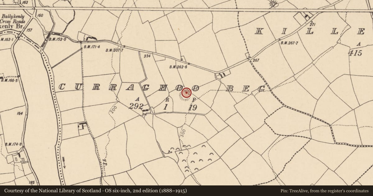 Ordnance Survey six-inch map, 2nd edition (1888–1915) covering the location of Ringfort - rath, Curraghoo Beg, County Cork, with a pin at the register's coordinates