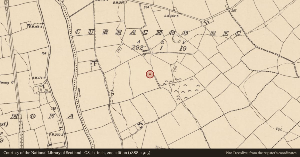 Ordnance Survey six-inch map, 2nd edition (1888–1915) covering the location of Ringfort - rath, Curraghoo Beg, County Cork, with a pin at the register's coordinates