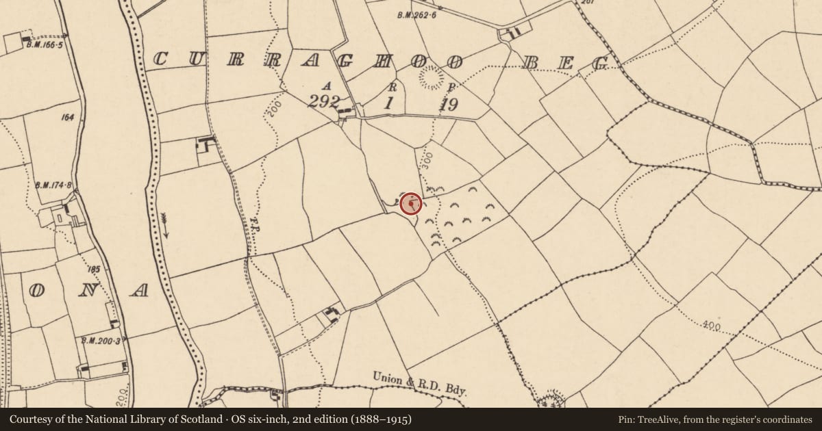 Ordnance Survey six-inch map, 2nd edition (1888–1915) covering the location of Fulacht fia, Curraghoo Beg, County Cork, with a pin at the register's coordinates