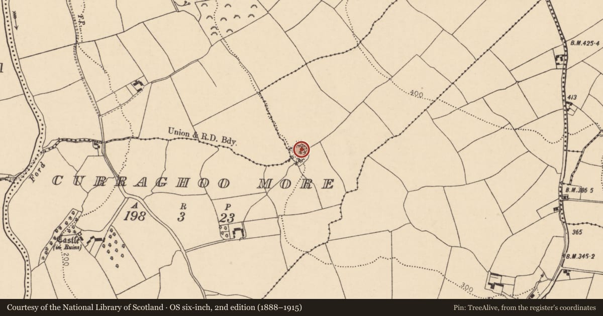 Ordnance Survey six-inch map, 2nd edition (1888–1915) covering the location of Ringfort - rath, Curraghoo More, County Cork, with a pin at the register's coordinates