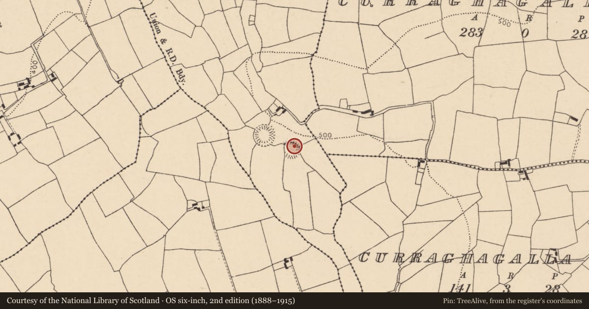 Ordnance Survey six-inch map, 2nd edition (1888–1915) covering the location of Ringfort - rath, Lisleagh, County Cork, with a pin at the register's coordinates
