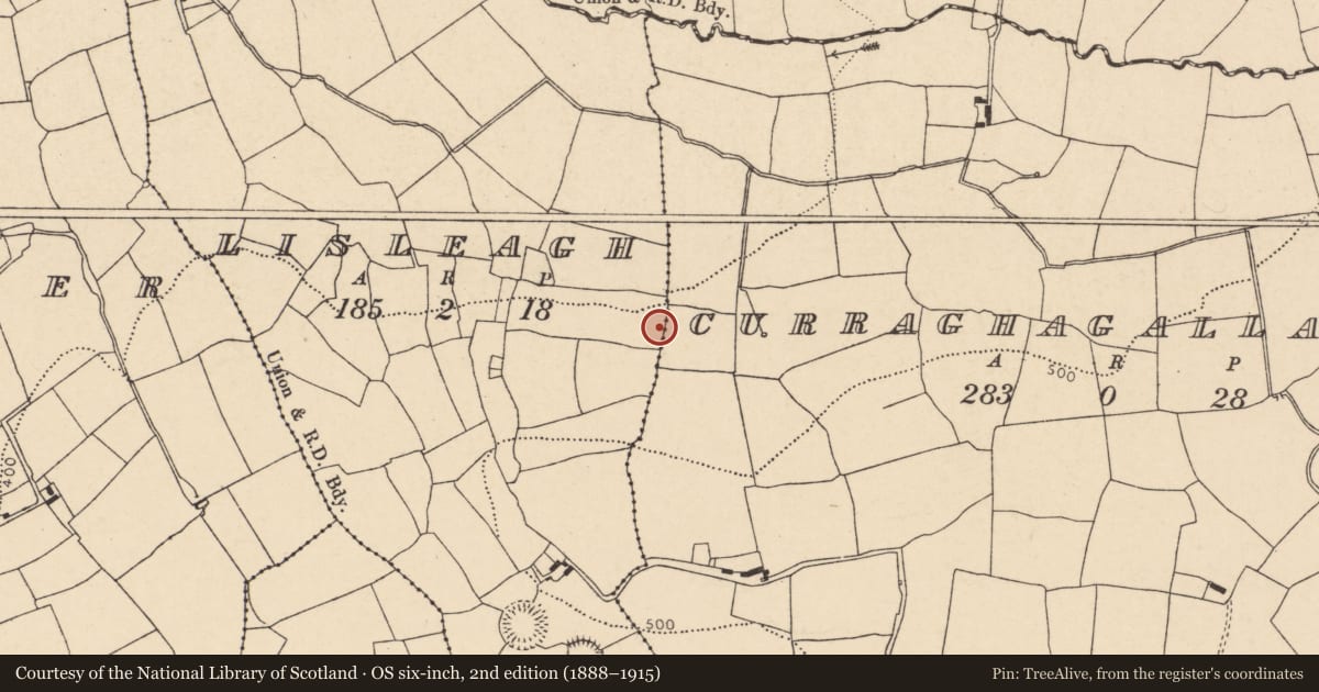 Ordnance Survey six-inch map, 2nd edition (1888–1915) covering the location of Fulacht fia, Lisleagh, County Cork, with a pin at the register's coordinates