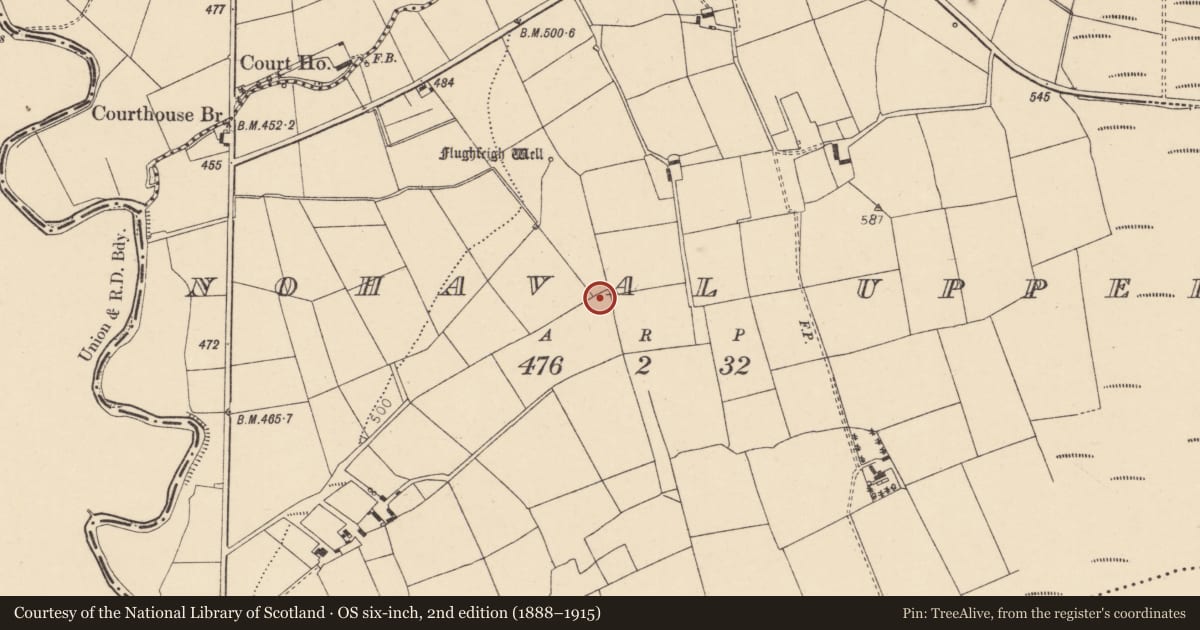 Ordnance Survey six-inch map, 2nd edition (1888–1915) covering the location of Standing stone, Nohaval Upper, County Cork, with a pin at the register's coordinates