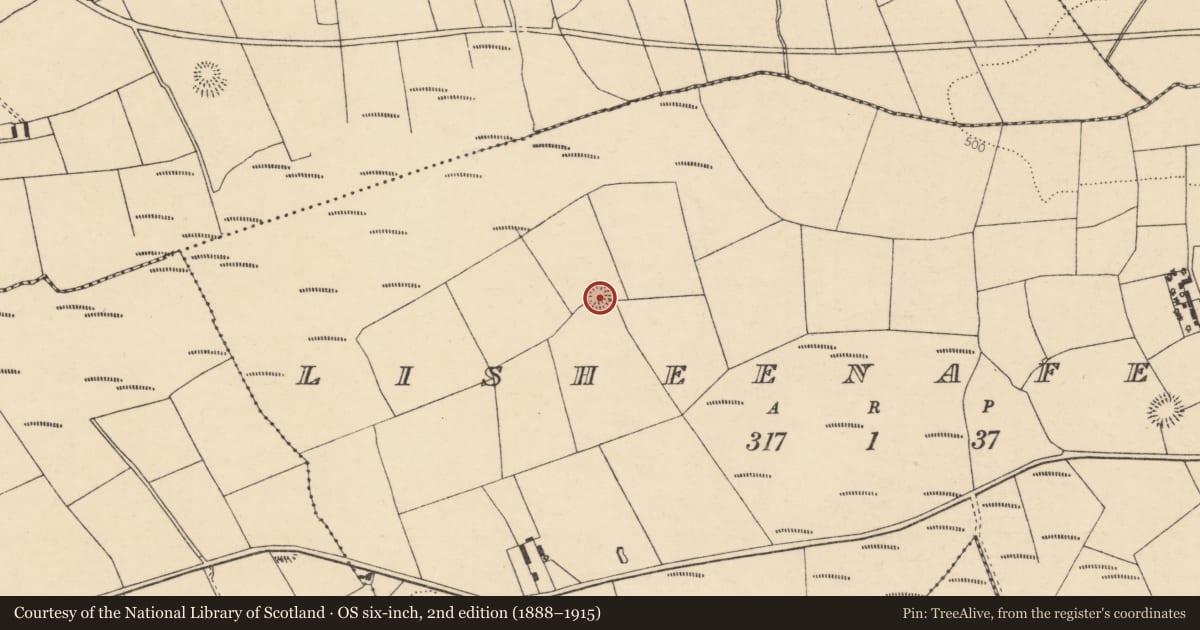 Ordnance Survey six-inch map, 2nd edition (1888–1915) covering the location of Ringfort - rath, Lisheenafeela, County Cork, with a pin at the register's coordinates