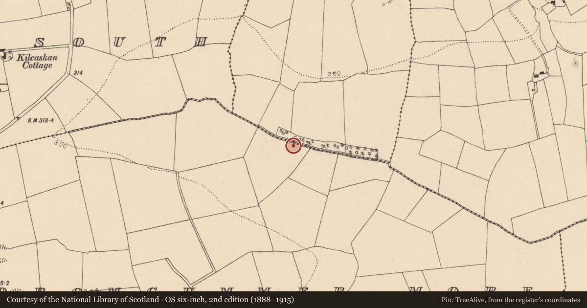 Ordnance Survey six-inch map, 2nd edition (1888–1915) covering the location of Fulacht fia, Dromcummer More, County Cork, with a pin at the register's coordinates