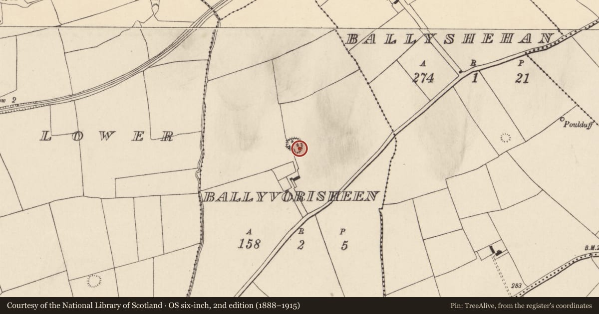 Ordnance Survey six-inch map, 2nd edition (1888–1915) covering the location of Ringfort - rath, Ballyvorisheen, County Cork, with a pin at the register's coordinates