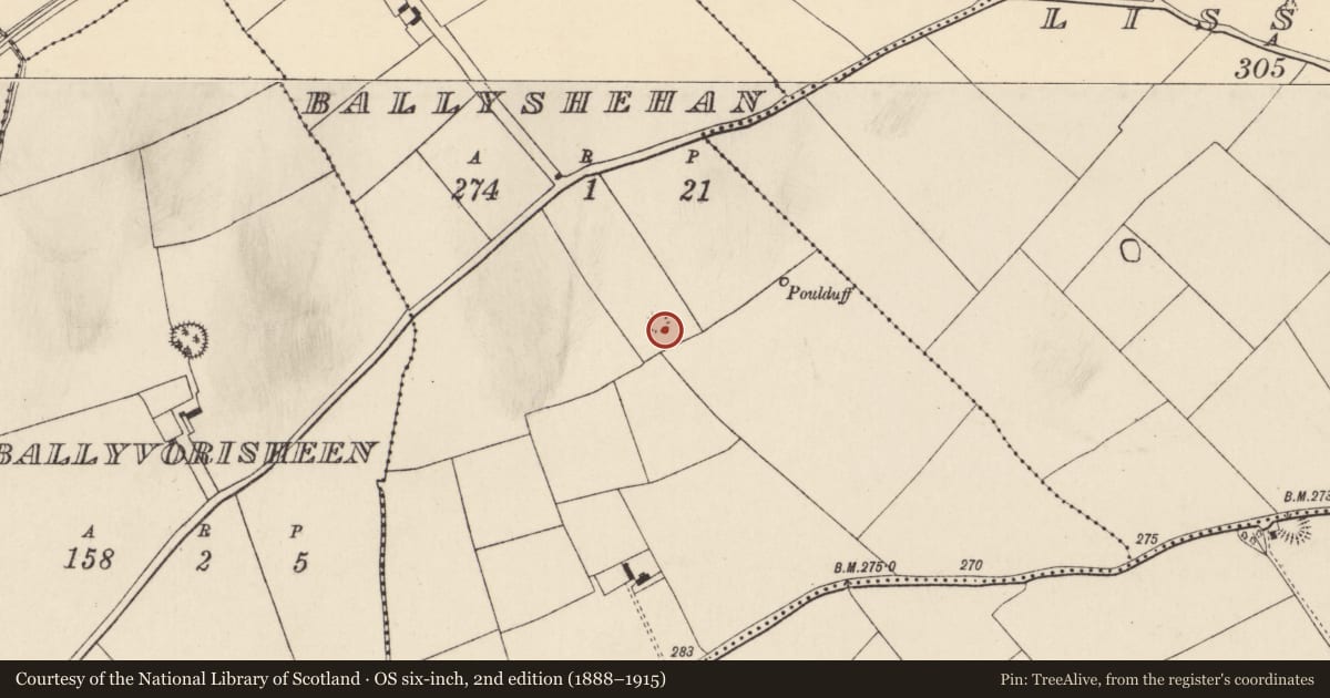 Ordnance Survey six-inch map, 2nd edition (1888–1915) covering the location of Ringfort - rath, Ballyshehan, County Cork, with a pin at the register's coordinates