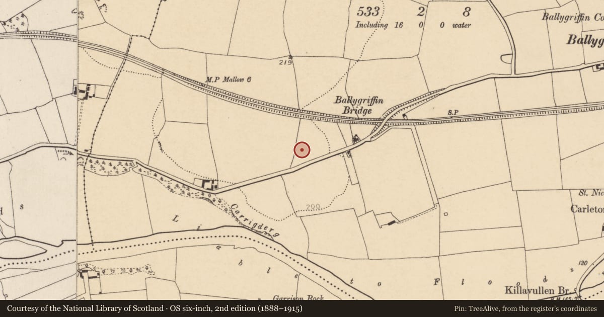 Ordnance Survey six-inch map, 2nd edition (1888–1915) covering the location of Ringfort - rath, Ballygriffin, County Cork, with a pin at the register's coordinates