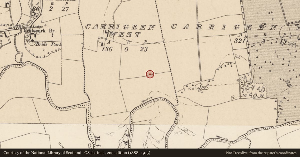 Ordnance Survey six-inch map, 2nd edition (1888–1915) covering the location of Ringfort - rath, Carrigeen West, County Cork, with a pin at the register's coordinates