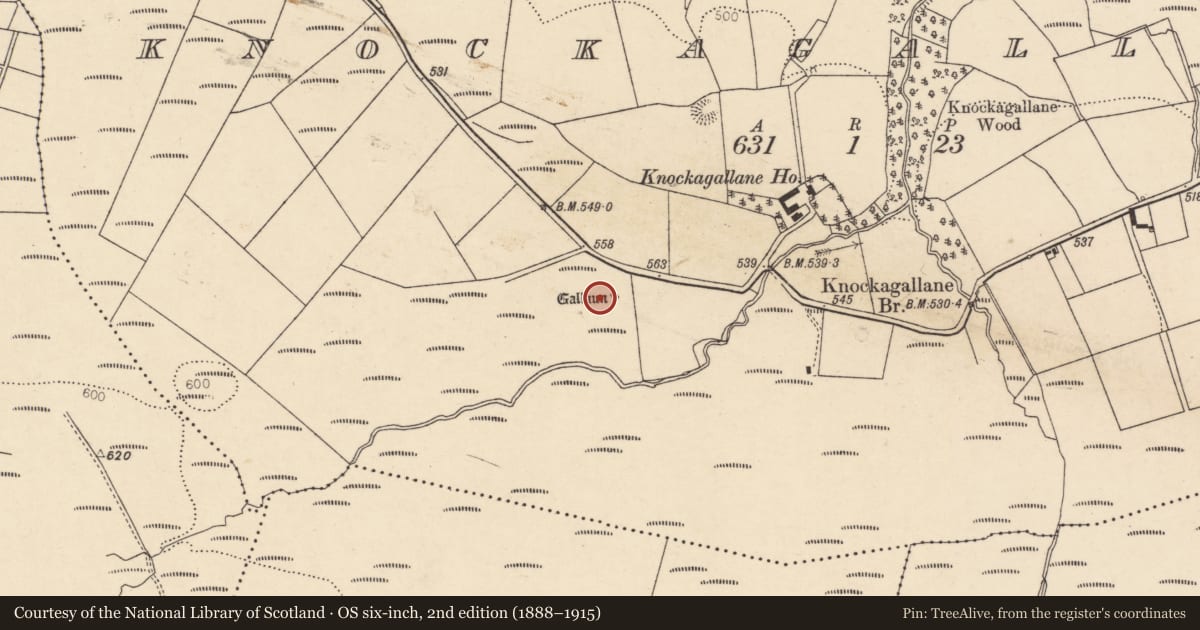 Ordnance Survey six-inch map, 2nd edition (1888–1915) covering the location of Standing stone, Knockagallane, County Cork, with a pin at the register's coordinates
