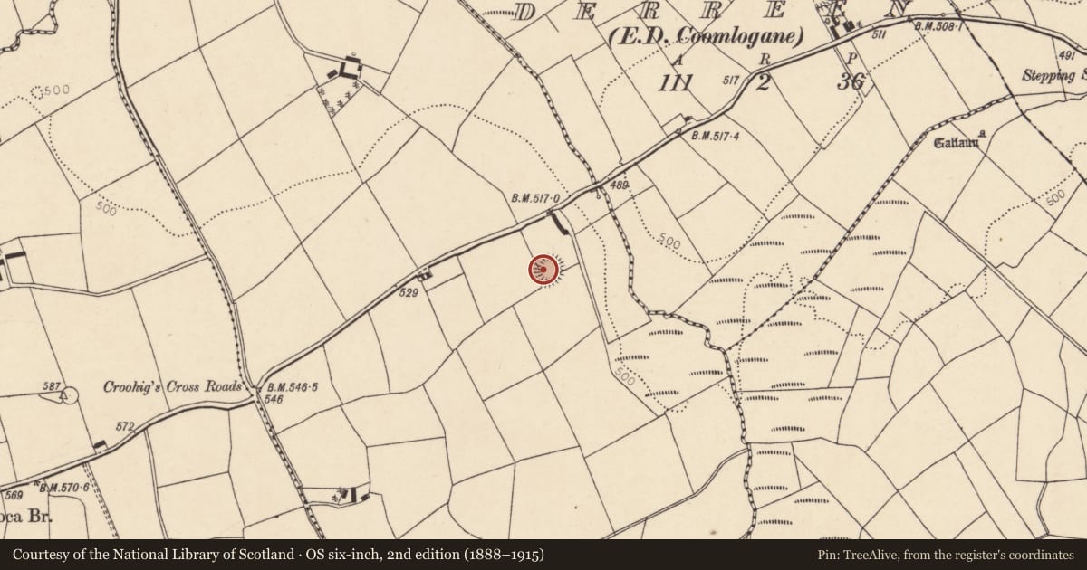 Ordnance Survey six-inch map, 2nd edition (1888–1915) covering the location of Ringfort - rath, Ballydaly, County Cork, with a pin at the register's coordinates