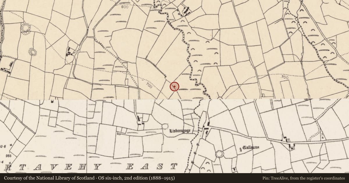 Ordnance Survey six-inch map, 2nd edition (1888–1915) covering the location of Fulacht fia, Gortavehy East, County Cork, with a pin at the register's coordinates