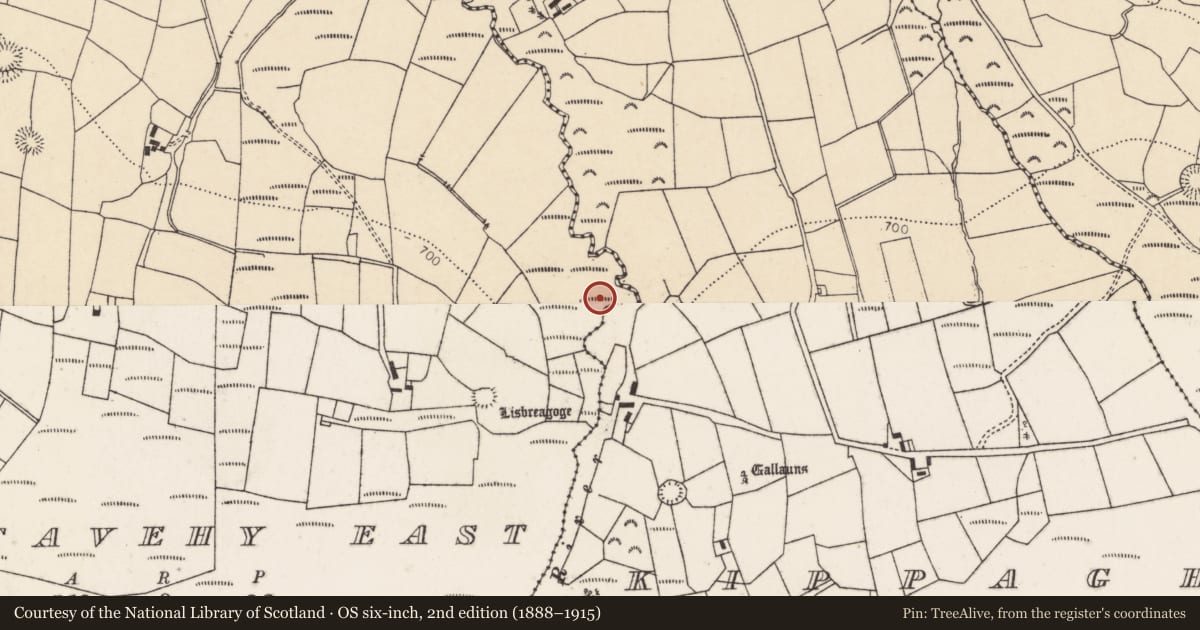 Ordnance Survey six-inch map, 2nd edition (1888–1915) covering the location of Fulacht fia, Gortavehy East, County Cork, with a pin at the register's coordinates