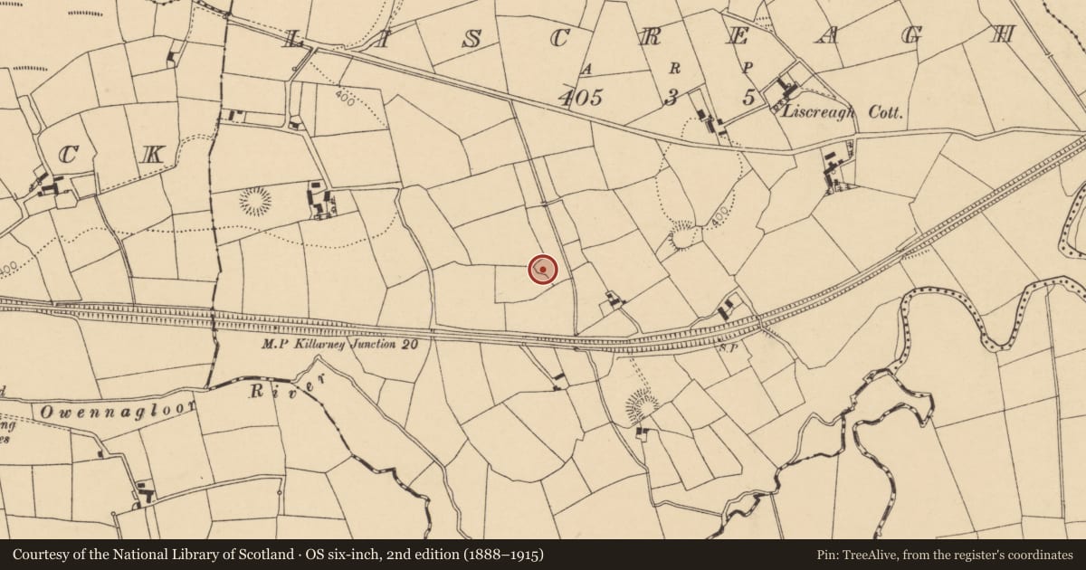 Ordnance Survey six-inch map, 2nd edition (1888–1915) covering the location of Ringfort - rath, Liscreagh, County Cork, with a pin at the register's coordinates